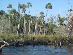 swamp